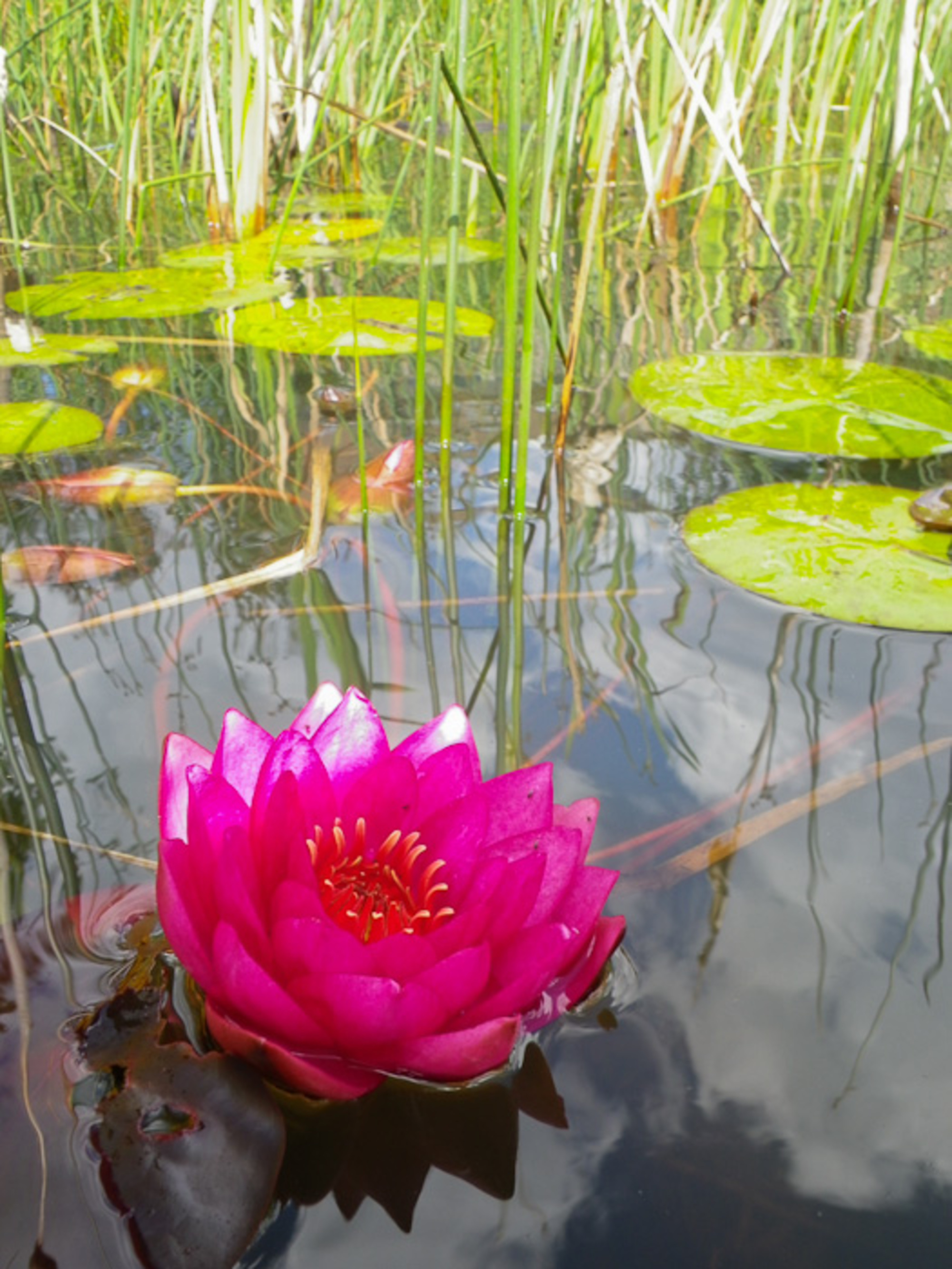 Ashmere Lake in Hinsdale, MA Dan & Sherree & Patrick