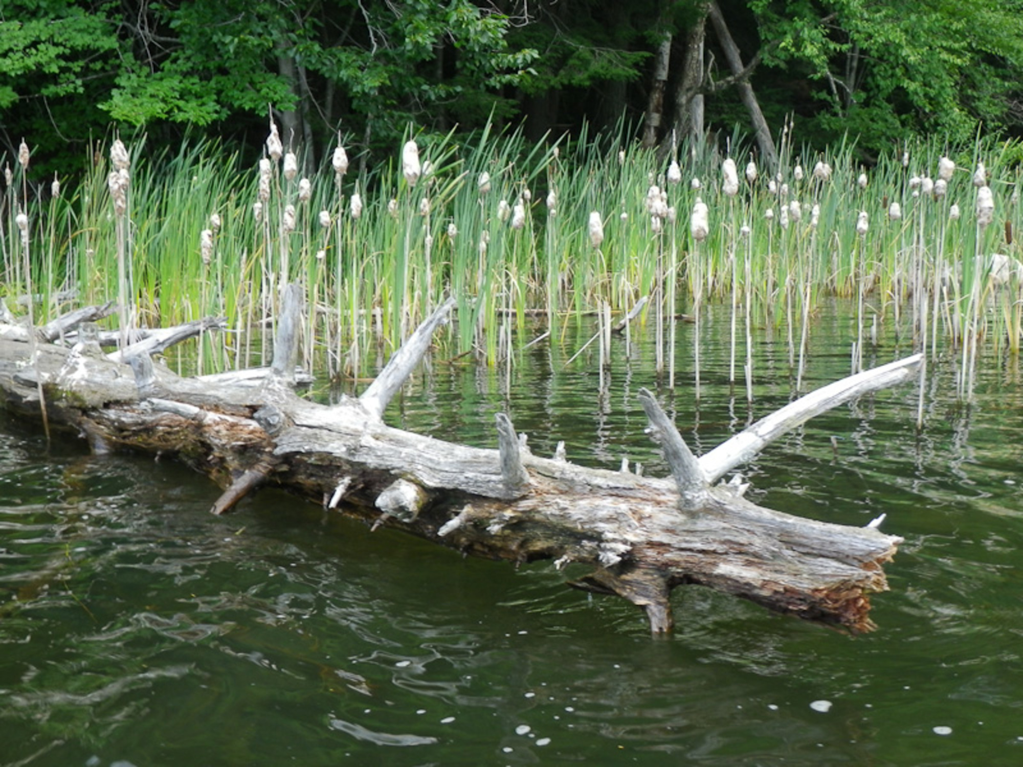 Ashmere Lake in Hinsdale, MA Dan & Sherree & Patrick