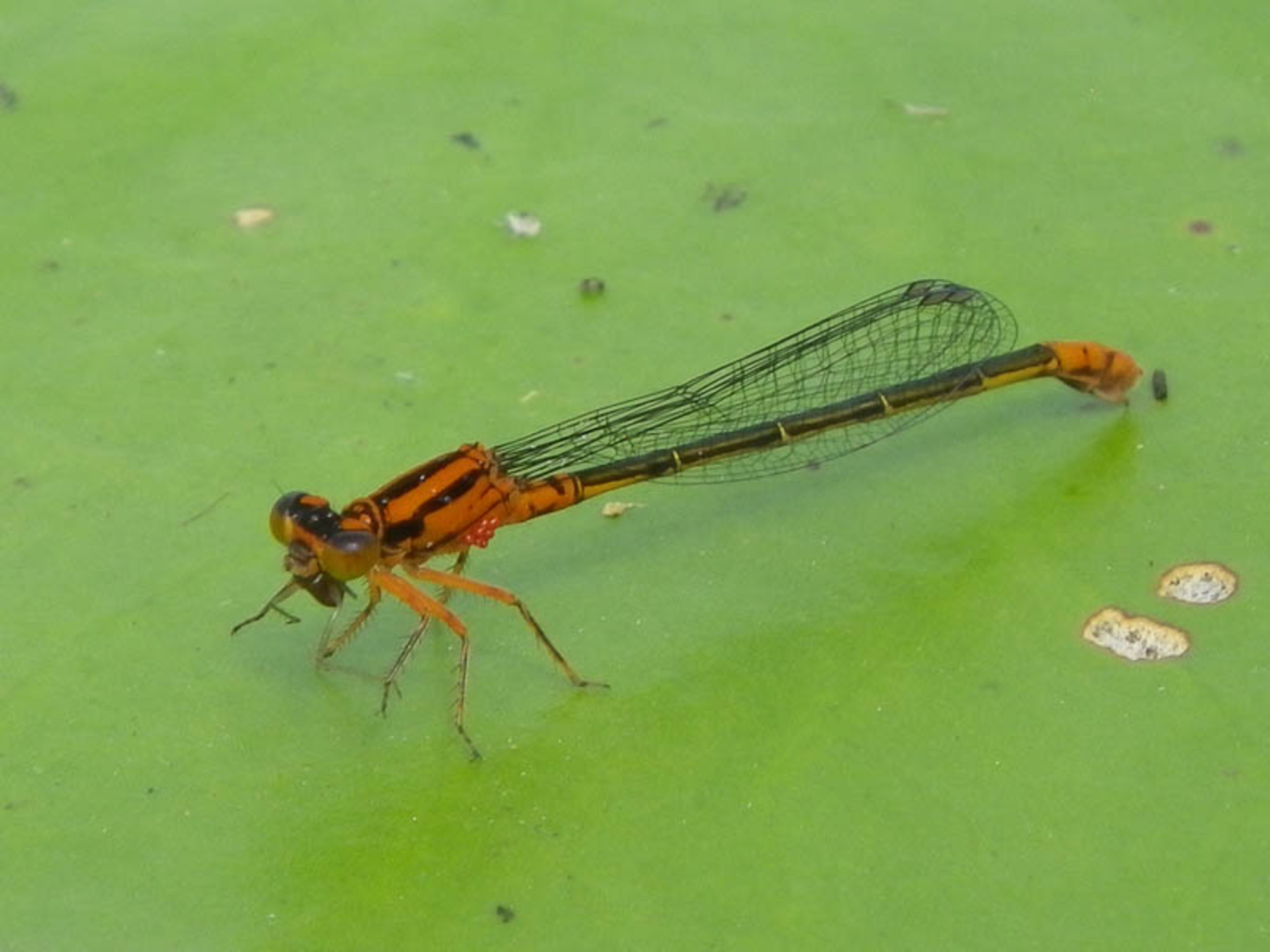 Holbrook Pond in Hebron, CT Dan & Sherree & Patrick