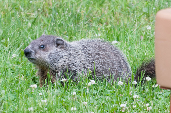 groundhog-4.jpg