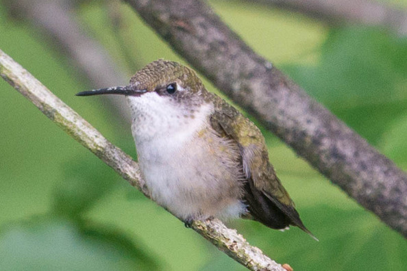 hummingbird-22.jpg