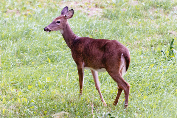 deer-23.jpg