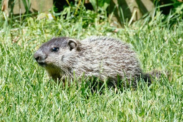 groundhog-5.jpg