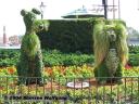 Lady and the Tramp hedges