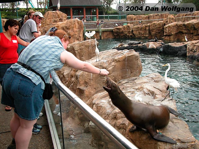 Sherree feeds a seal