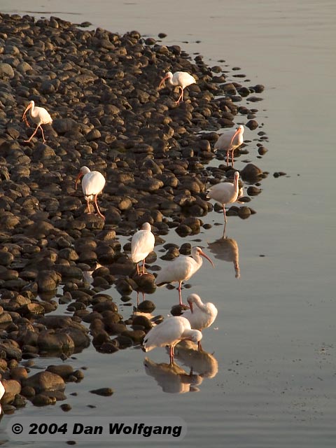 White Ibis are popular in Florida