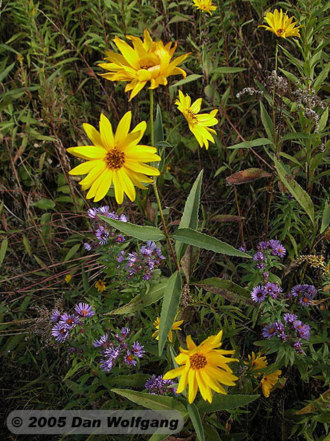 2 Wildflowers