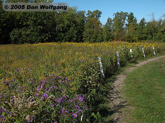 5 Wildflowers