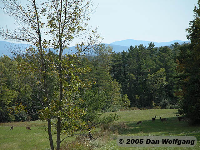 Deer at Shelburne Farms