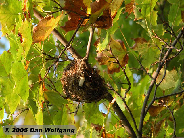 Bird's Nest at Mt Philo