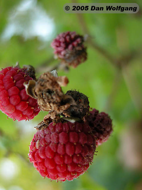 Raspberries at Mt Philo