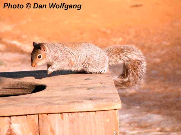 This squirrel wants some attention