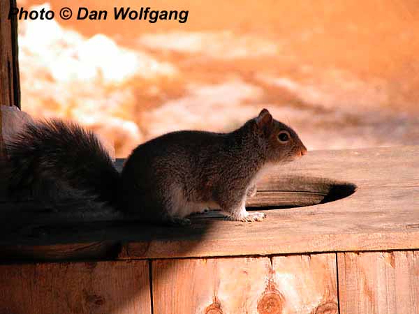 A squirrel begs for food