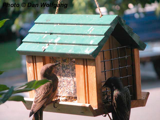 European Starling