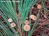 Macro of Pine Needles and Mushrooms