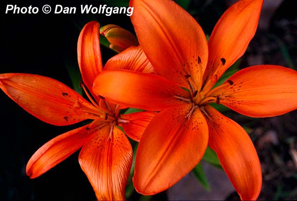 Tigerlilies