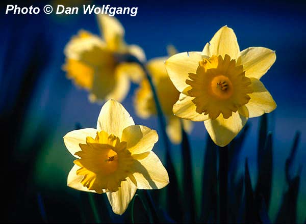 Daffodills