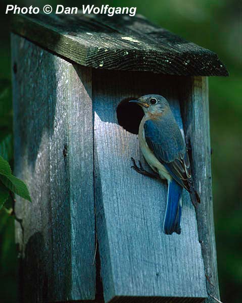 Female Eastern Blue Bird