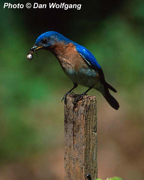 Male Eastern Blue Bird