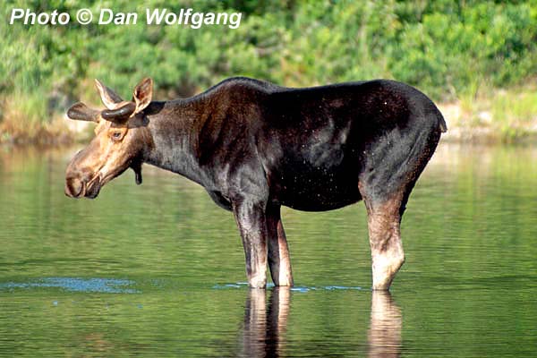 Young Male Moose Along the Allagash Wilderness Waterway, ME