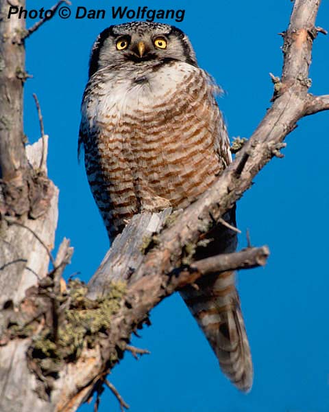 Northern Hawk Owl